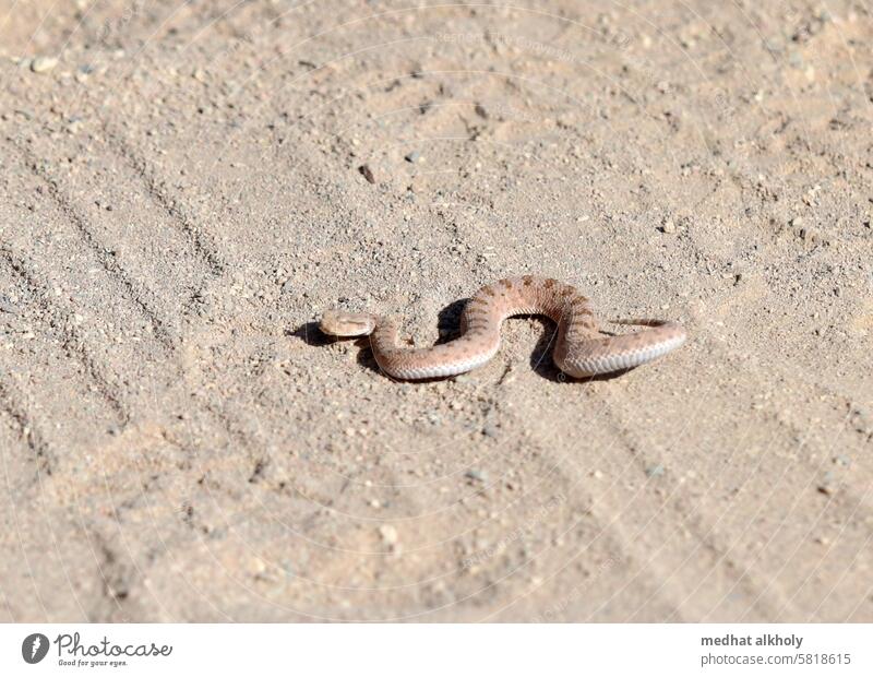 Sndviper , die in der östlichen wüste sich befindet. die gefährlicheste Schlange überhaupt. Snake Reptil Wildtier Natur wüstenlandschaft