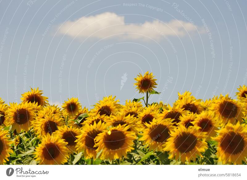 Sonnenblumenfeld mit einer Schönwetterwolke am Himmel Blume Helianthus annuus Zungenblüten gelb Sommer Landwirtschaft Sonnenstern blühen Blog Feld