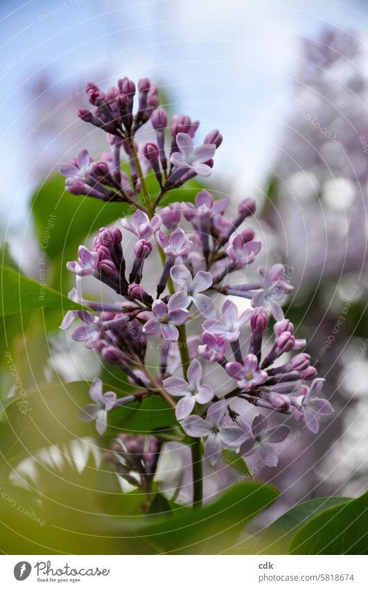 duftende Fliederblüte | zarte Farbabstufungen von Violett. Frühling violett lila Blüte Fliederbusch Duft Pflanze Garten blühen Blühend natürlich Mai Natur