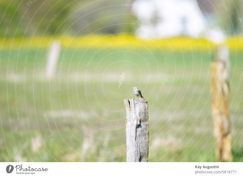 Wiesenpieper Anthus pratensis Pieper Sperlingsvögel Natur Vögel Sylt Vogelschutzgebiet Nordsee Insel Naturschutzgebiet Insel Sylt Salzwiesen Nordsee Küste Farbe