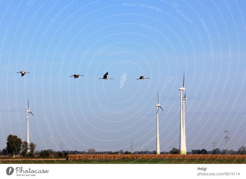 Kraniche fliegen an Windrädern vorbei Vogel Zugvogel Wildtier Vogelzug Windkraftanlagen Energie Energiegewinnung Formationsflug Himmel Zugvögel Vogelflug
