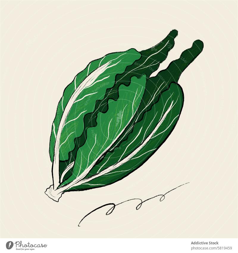 Illustration von frischem grünem Kopfsalat Grafik u. Illustration Salat Gemüse Blatt handgezeichnet digitale Kunst stilisiert produzieren Veganer Gesundheit