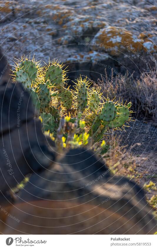 #A0# Achtung Kaktus kaktuspflanze Kaktusfeld Kaktusblüte kaktuse Kaktusgewächse Pflanze Natur Kakteen grün Farbfoto Sommer Außenaufnahme Stachel Botanik