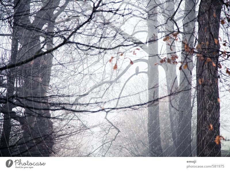 einsam Umwelt Natur Landschaft Herbst schlechtes Wetter Unwetter Nebel Pflanze Baum Wald bedrohlich dunkel kalt Ast gruselig Farbfoto Gedeckte Farben