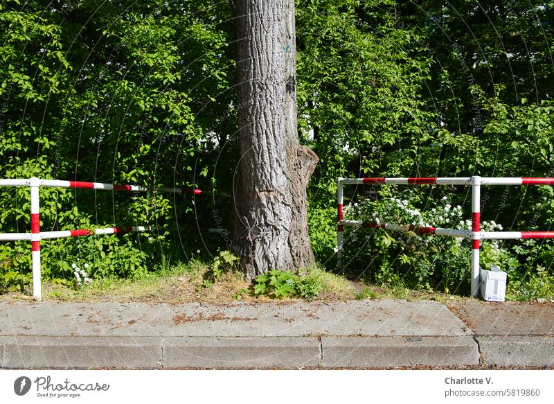 Absperrungen, in der Mitte der untere Teil eines Baums Baumstamm Gebüsch Gehsteig Bürgersteig sonnig schönes Wetter Grün Grau Rotweiß Durchgangsverbot