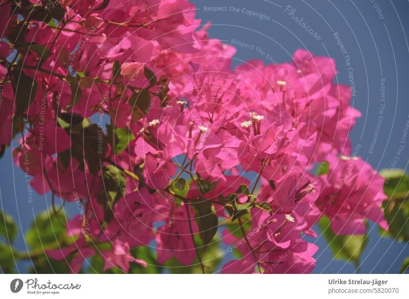 Bougainvillea Blüten in Pink vor blauem Himmel Bougainvillea-Blüten Blumenpracht Europa Urlaub blühen Farbe farbenfroh Garten Wachstum Blütenblatt sonnig
