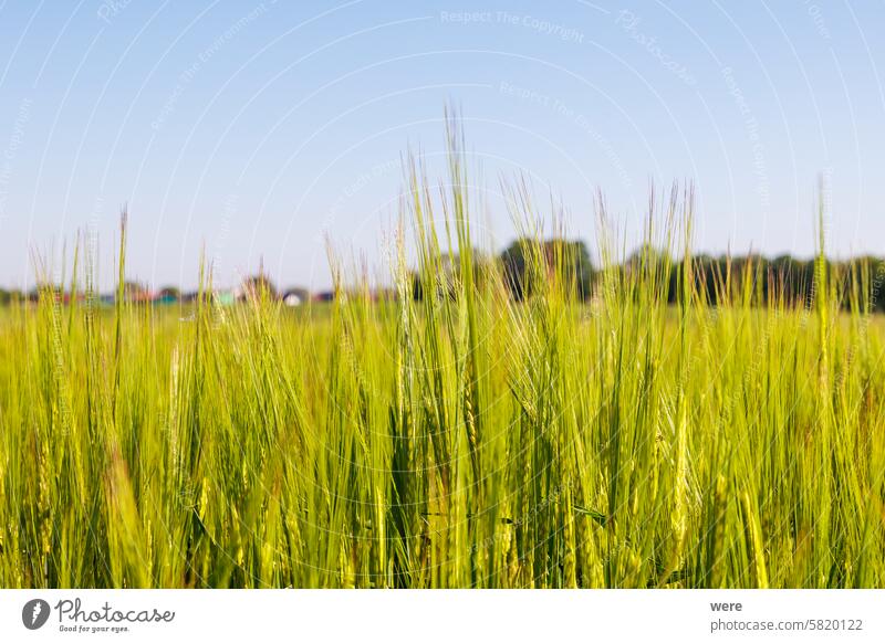 Feld mit unreifen grünen Getreidehalmen und unscharfem Hintergrund verschwommen verschwommener Hintergrund Textfreiraum Landwirt Landwirtschaft Lebensmittel