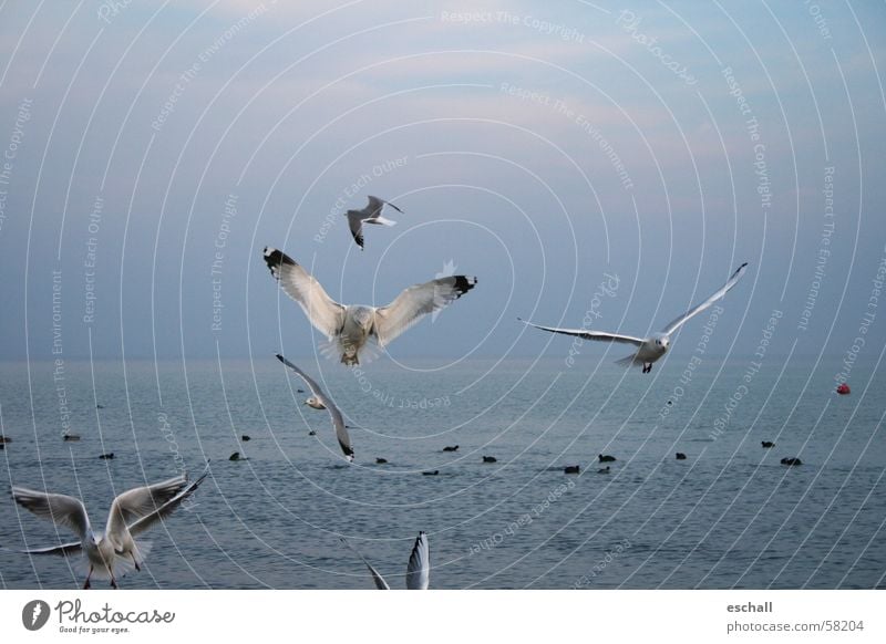 Flugartisten I Farbfoto Gedeckte Farben Außenaufnahme Dämmerung Natur Wasser Himmel Meer See Vogel fliegen ästhetisch Geschwindigkeit blau grau beweglich