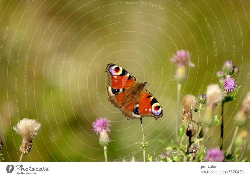 auge in auge Schmetterling Distel Distelblüte Pfauenauge Auge Sommer Schwache Tiefenschärfe Natur Falter bunt Insekt