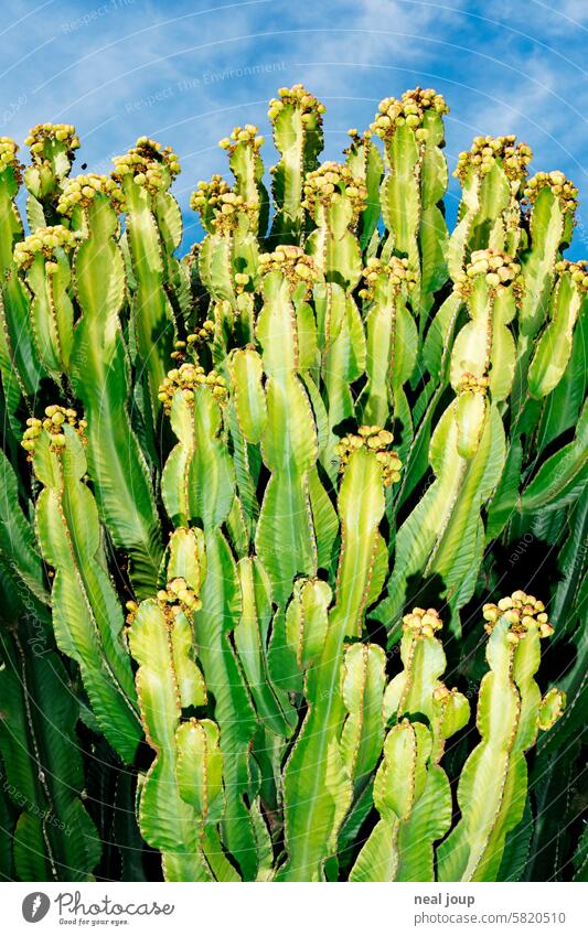 Busch einer Kaktee Euphorbia – knackig angeblitzt vor blauem Himmel. Pflanze Kakteen Euphorbia canariensis Dornenhecke Wand stachelig Blitzlichtaufnahme rockig