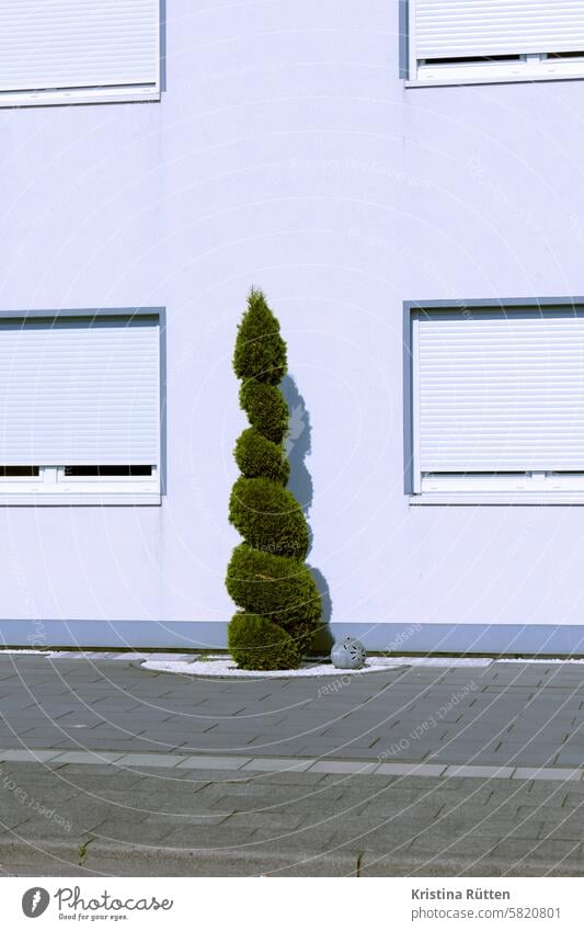 steinwüste mit spiralbaum vorgarten zierstrauch zierbaum thujabaum eibe konifere spiralförmig formschnitt pflastersteine schlicht minimalistisch modern leer
