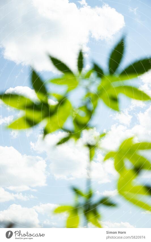 Aufnahme eines wolkenbehangenen blauen Himmels mit unscharfen Blättern einer Cannabispflanze im Vordergrund Wolken Pflanze Marihuana high Betäubungsmittel