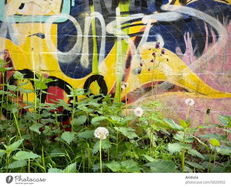 Frühlingsgrün vor Graffiti Wand bunt Worte abstrakt Löwenzahn Brennnessel Malerei Wörter Fassade Farbe Mauer Kreativität Wandmalereien Straßenkunst trashig
