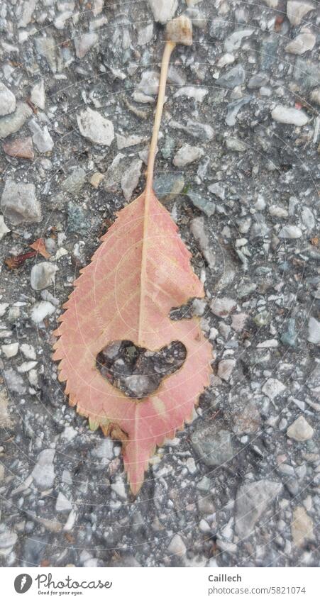Ein in herzform beschädigtes Blatt auf dem Asphalt Herz Tag Strasse Braun Grau Zufall Ruhe Alte Liebe