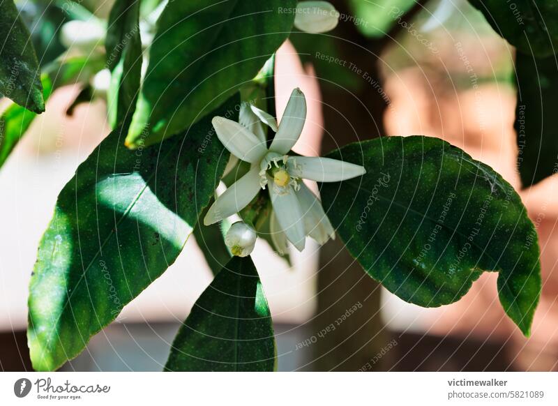 Weiße Blüte des Zitronenbaums Blume Hintergrund weiß Natur Blatt Pflanze Zitrusfrüchte Nahaufnahme geblümt Frühling duftig Blütenpflanze Selektiver Fokus Garten