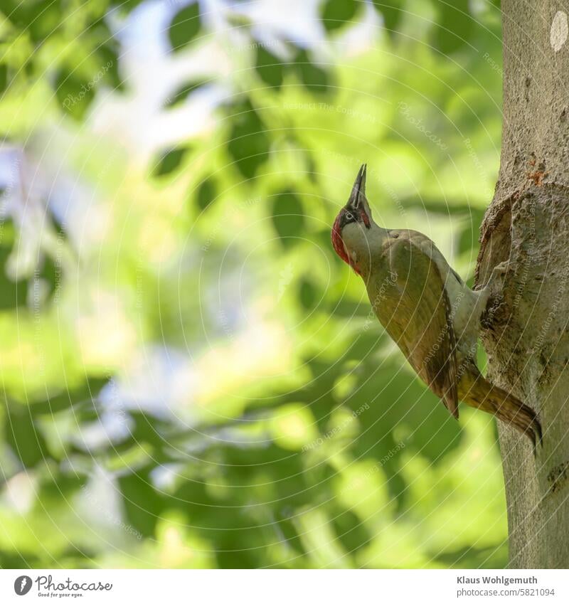 Ein Grünspecht "in weiches Licht getaucht", trinkt aus einer Baumhöhle und hällt dabei den Kopf hoch. Picus viridis Männchen trinken Klettern Gegenlicht Wald