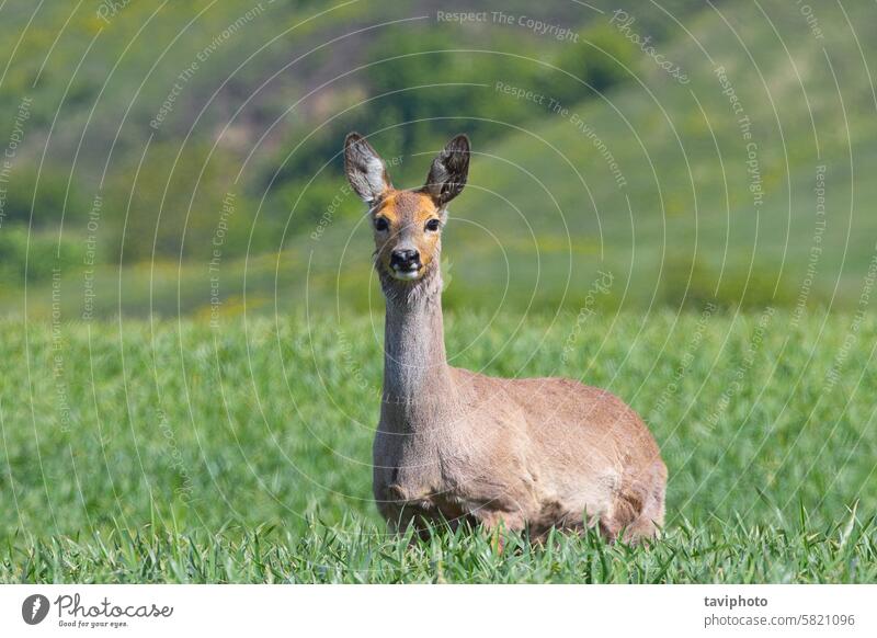 neugierige Rehkuh in ihrem natürlichen Lebensraum Erwachsener Tier Baby Hintergrund Bambi schön Schönheit braun Kapreolus Nahaufnahme Landschaft niedlich