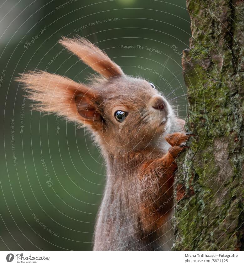 Eichhörnchen am Baumstamm Sciurus vulgaris Tiergesicht Kopf Auge Nase Ohr Maul Krallen Pfote Fell Nagetiere Wildtier Natur beobachten neugierig Ausschau schauen