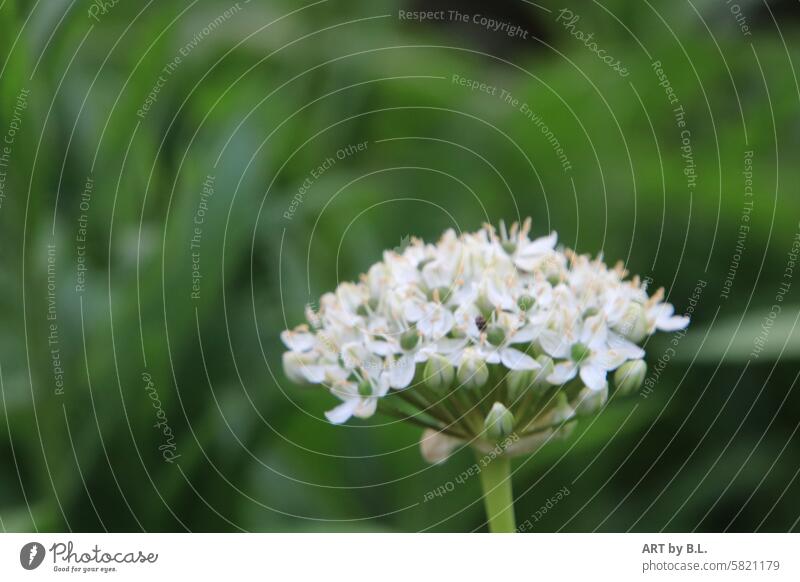 Allium weiß blume blüte natur allium zierlauch garten floral