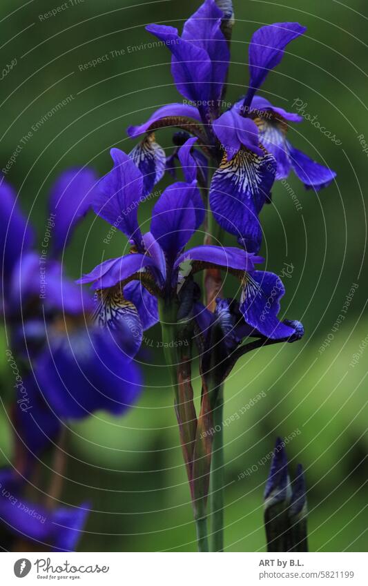 Iris blume blüte garten natur floral blütenstengel blütenstiel blau grün blumenbeet schönheit wunder wunder Natur gelb weiß