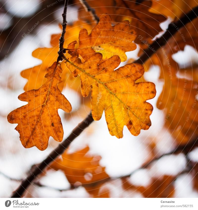 Herbst-Eichenblätter Natur Baum Blatt Stimmung Eichenblatt orange Farbe Vignettierung Ast Farbfoto mehrfarbig Nahaufnahme Menschenleer Tag Licht Schatten