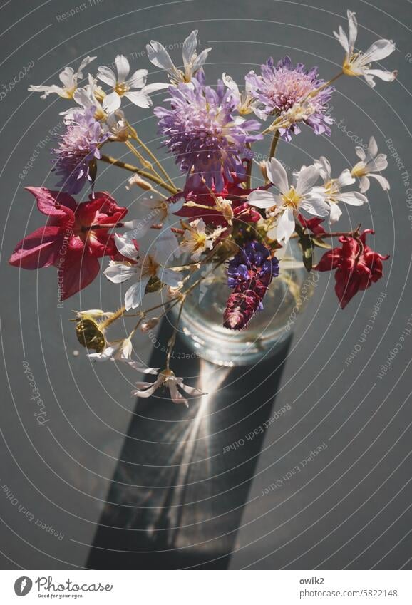 Frühlingsstrauß vor Grau Blumen Blumenstrauß Vase Strauß Blumen Pflückblumen Blüte Dekoration & Verzierung Stillleben frisch Garten gepflückt Wiesenblumen