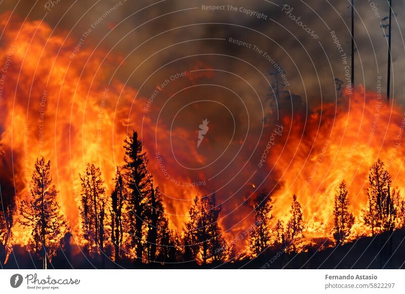 Waldbrand. Waldbrand. Ein Feuer, das mit seinen heißen Flammen den ganzen Wald verbrennt. Ein Problem, das durch die Dürren der letzten Jahre zunimmt. Brände, die Orte wie Kanada und die USA betreffen. Rauch.