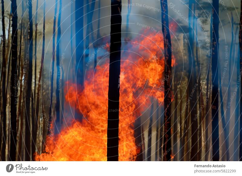 Waldbrand. Waldbrand. Ein Feuer, das mit seinen heißen Flammen den ganzen Wald verbrennt. Ein Problem, das durch die Dürren der letzten Jahre zunimmt. Brände, die Orte wie Kanada und die USA betreffen. Rauch.