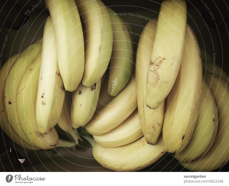 Alles Banane. Obst gesund Vitamine gelb Bananenkiste Ernährung Gesunde Ernährung frisch Gesundheit Lebensmittel natürlich Bioprodukte vitaminreich lecker