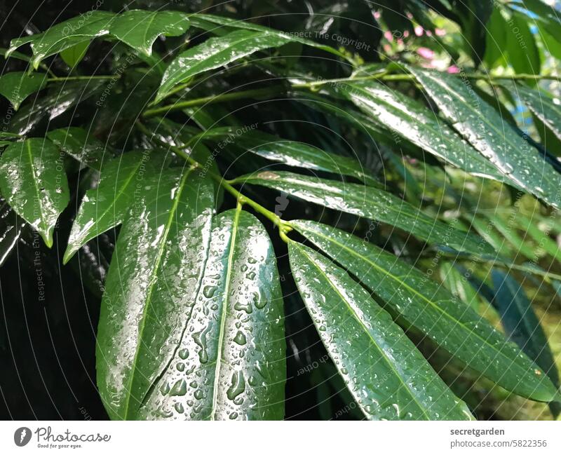 Sieben Tage Regenwetter Natur Blatt Pflanze grün nass Wetter schlechtes Wetter Wasser Wassertropfen Tropfen Regentropfen feucht Menschenleer kalt