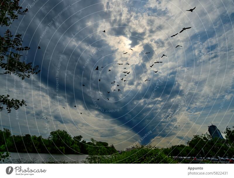 Silhouetten wild aufgescheuchter Vögel am Himmel während zugleich eine dem Flussverlauf folgende dunkle Wolke den Himmel über dem Main verdüstert (Mainufer an der Stadtgrenze Frankfurt-Offenbach).