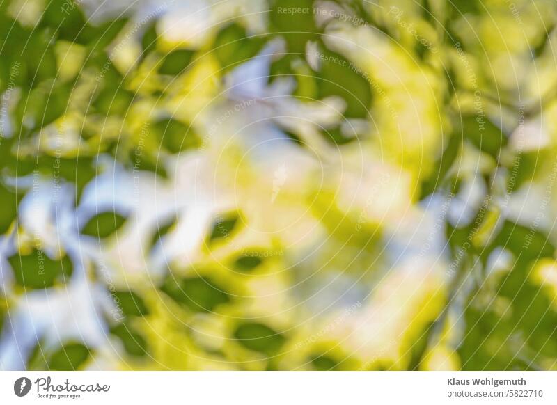 Frühlingstraum, unter lichtdurchflutetem jungen Buchenlaub Buchenwald Buchenblätter Wald Farbfoto Außenaufnahme Baum Blatt Natur Menschenleer Sonnenlicht