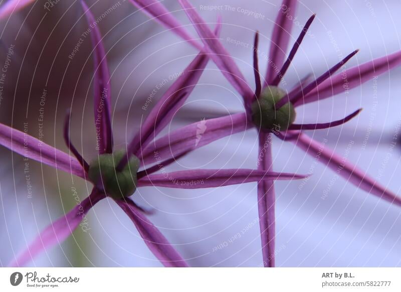Zwei Sternchen allium makro nahaufnahme Zierlauch garten pflanze blume lila pink samen sterne