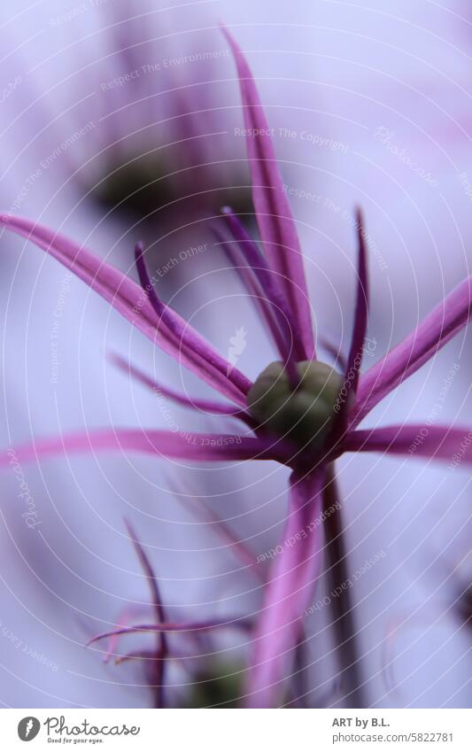 Aus der Nähe sterne samen pink lila blume Zierlauch garten pflanze nahaufnahme makro allium floral