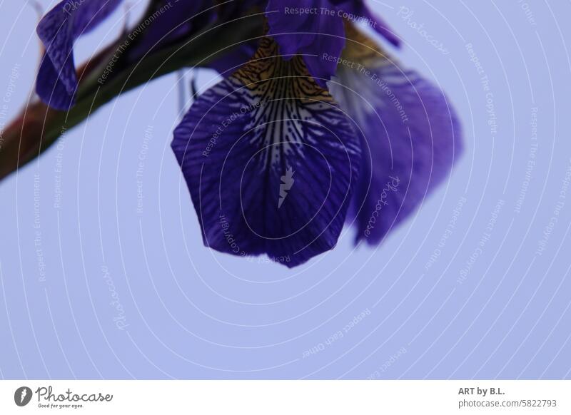 Iris Ausschnitt weiß gelb wunder Natur schönheit blumenbeet grün blau blütenstiel blütenstengel flora floral garten natur ausschnitt oben