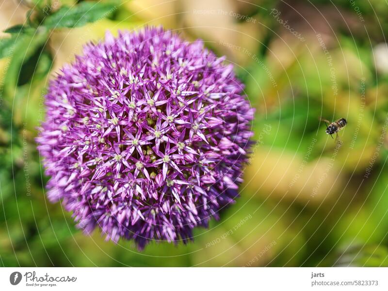 Kugellauch mit anfliegender Biene bienenfreundliche Pflanze Garten blühten Blühend Natur Blüte Blume Sommer Farbfoto Außenaufnahme Nahaufnahme schön natürlich