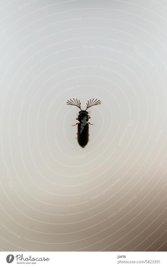 Kleiner Gekämmter Nagekäfer Käfer Insekt Ptilinus Schädling Tier Nahaufnahme Makroaufnahme krabbeln klein Tierporträt Natur Umwelt Holzschädling