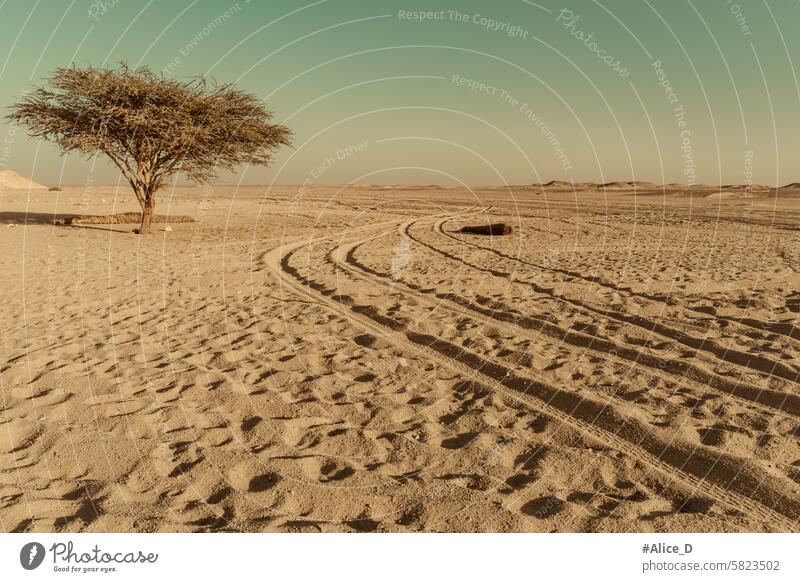 Afrika Abenteuerreisen Wüste Hintergründe Düne Afrikanisch allein arabisch trocken Landschaft tot wüst Wüstenhintergrund Dürre trocknen Ägypten Ägypter erwärmen