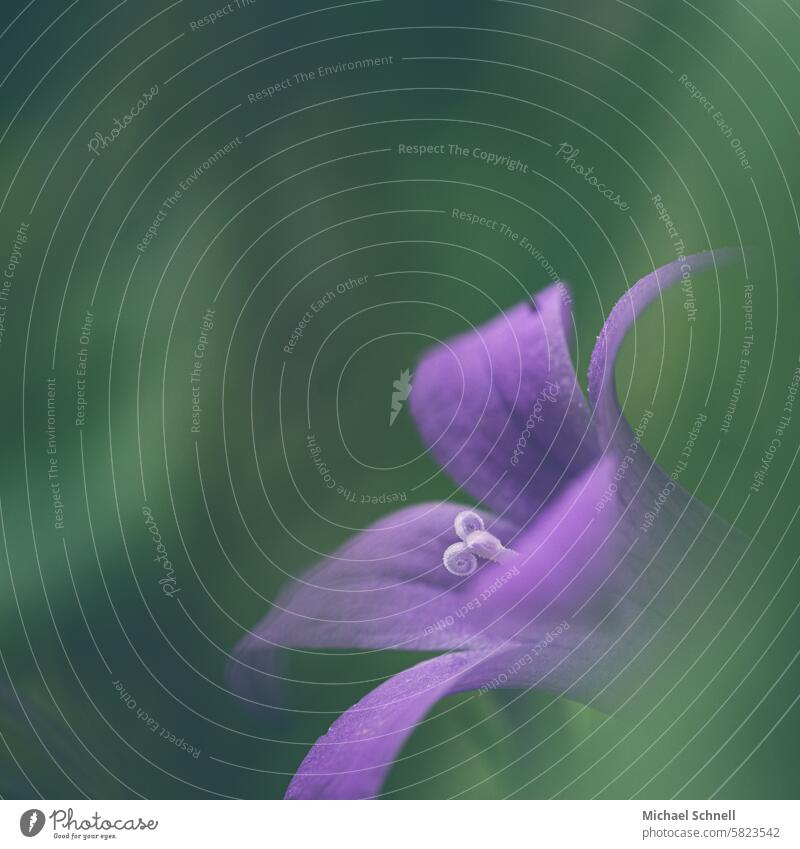 Lila Blüte (Glockenblume) mit weißem Stempel Blume Blütenstempel lila violett grüner Hintergrund Natur Nahaufnahme Makroaufnahme Blühend Frühling