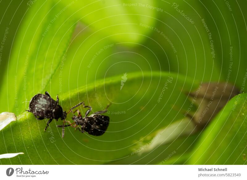 Wickensamenkäfer (Bruchus atomarius) Samenkäfer Außenaufnahme Nahaufnahme 2 Insekten Käfer Natur anbändeln kennenlernen Bekanntschaft machen Treffen Verabreden