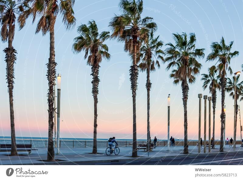 Eine bei Radfahrern und Spaziergängern gleichermaßen beliebte Promenade am Strand des Mittelmeeres Straße Uferstraße Meer Küste Süden Palmen Reihen Fahrrad