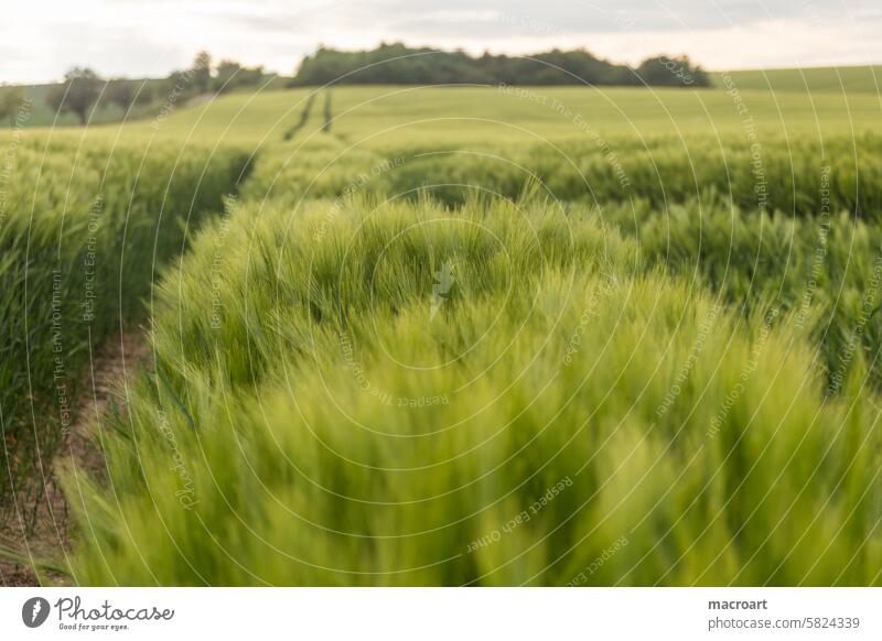 Getreidefeld mit Ähren der Gerste getreidefeld gerstenfeld ähren grannen lange grün frühjahr landwirtschaft landschaft monokultur wachstum getreideanbau