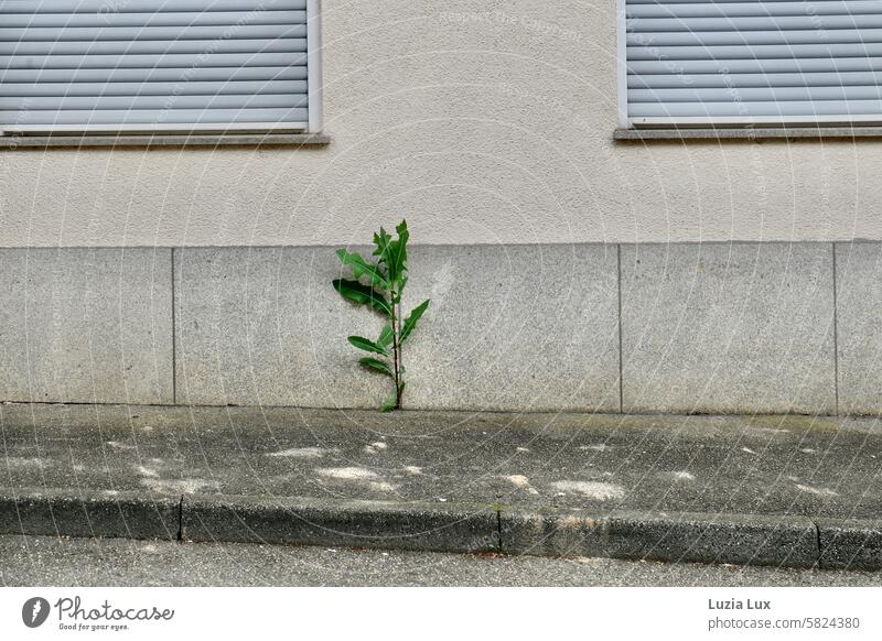 Ritzenkönig... sehr großer Löwenzahn vor einer Fassade mit geschlossenen Rollläden Natur Pflanze grün Wachstum wild vergänglich Stadt Tag Häusliches Leben