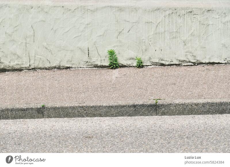 Ritzenkönige... zwischen Hauswand und Bürgersteig ins Licht Natur Pflanze grün Wachstum wild vergänglich Stadt Tag Häusliches Leben Gebäude Architektur Mauer