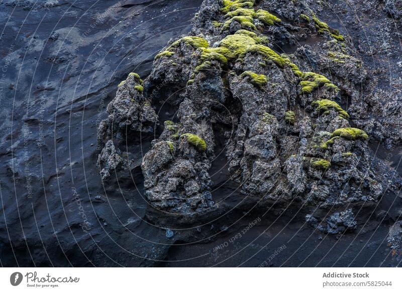 Texturiertes Vulkangestein mit Moos im isländischen Hochland Island vulkanisch Felsen Landschaft grün dunkel robust Formation schlicht Lava Natur Gelände