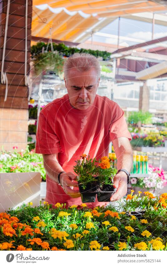 Ein älterer Mann wählt in einem Gartencenter sorgfältig Blumen aus Senior Gartenzentrum kaufen Gartenarbeit Topfpflanze Auswahl Pflege Gartenbau Einzelhandel