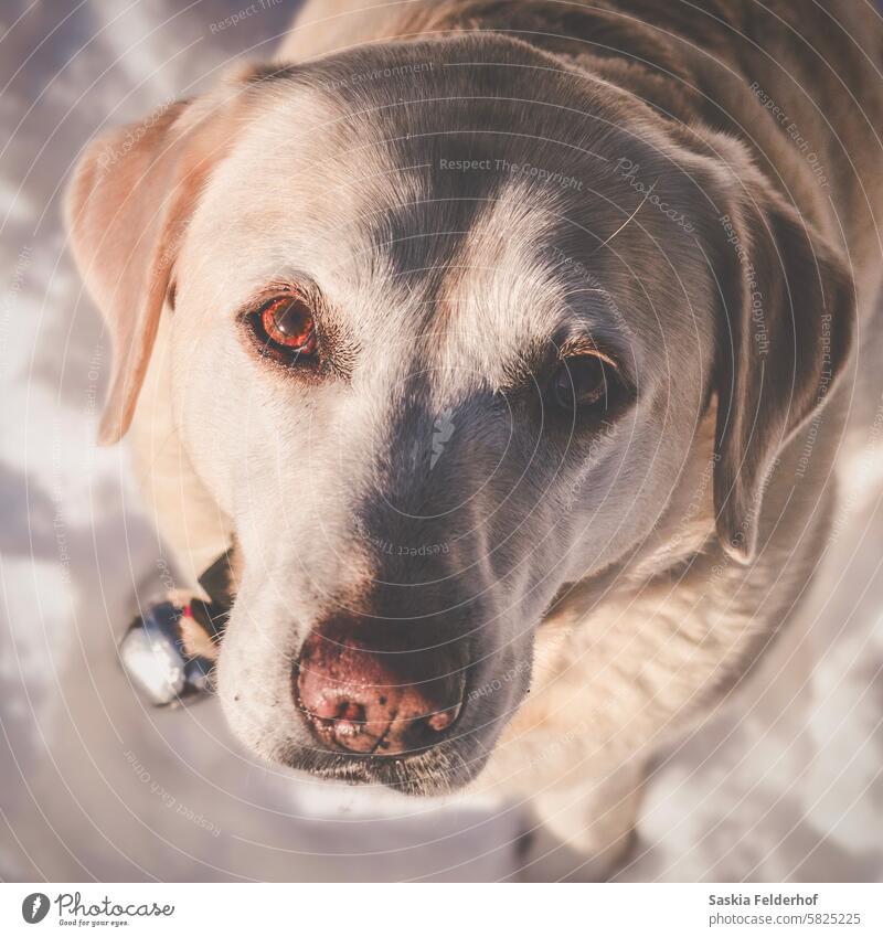 Hund schaut zum Betrachter auf Haustier Porträt starren Labrador labrador retriever gelb Tier Glück Liebe niedlich Tiergesicht Gesicht Tierschutz