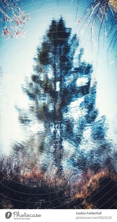 Spiegelung einer Fichte im Teich Baum Wasser Reflexion & Spiegelung Spuce Wasseroberfläche See Natur Windstille Rippeln noch Frühling Umwelt Umweltschutz Wald