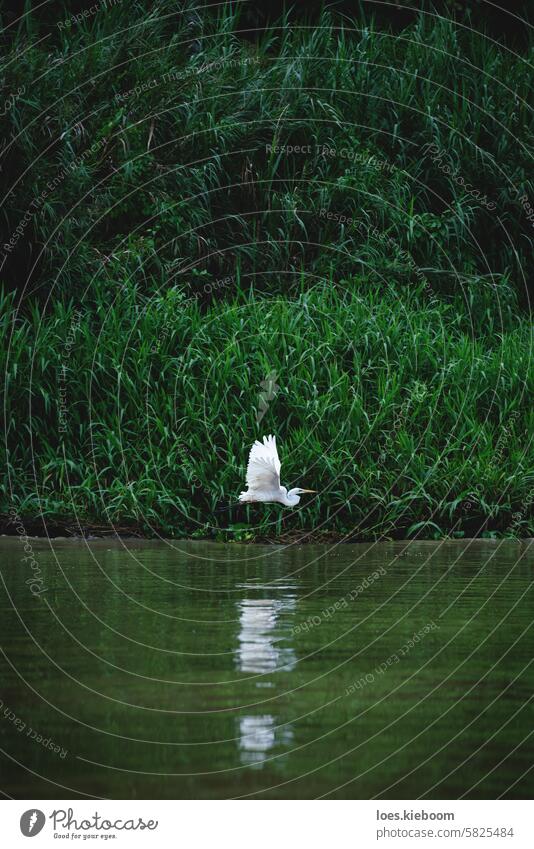 Östlicher Silberreiher im Flug entlang des Schilfs des Flusses Kinabatangan in Sukau, Malaysia fliegen Tierwelt keine Menschen Vogel Tiere in der Wildnis