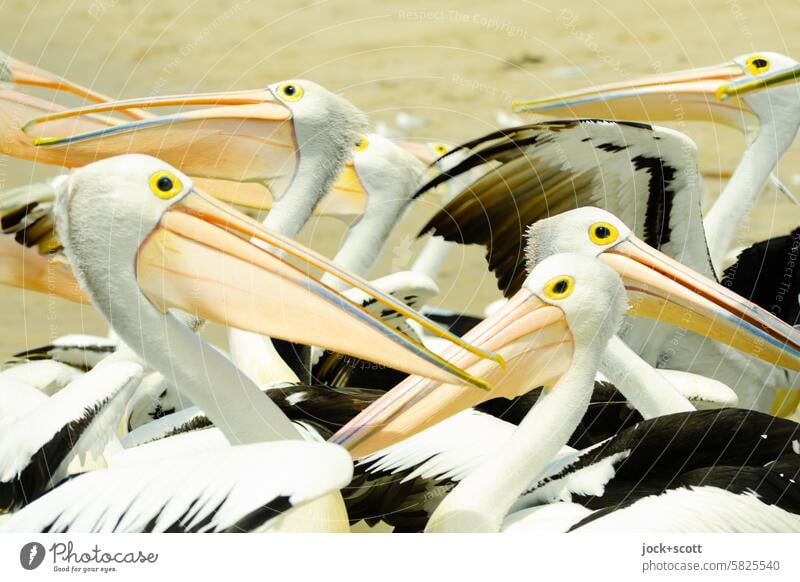 durcheinander der Brillenpelikane exotisch Wildtier Tiergruppe Zusammensein Lebensraum Australien Queensland Tierwelt Vogel Tierverhalten Umwelt Strand Pelikan